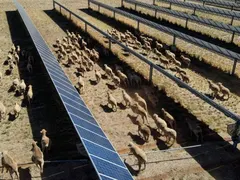 Sheep and Solar: A New Era for Australian Farming
