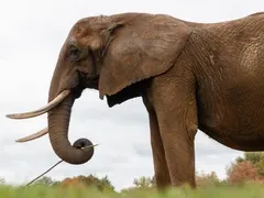 Portugal Sanctuary Opens New Chapter for Captive Elephants - Rewilding Giants: Captive Elephants Rehomed In Europe’s First Sanctuary