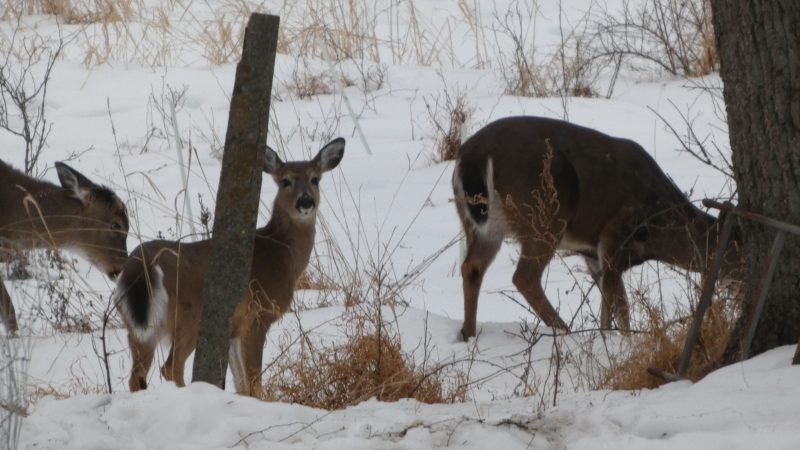 Pennsylvania's Hunter Program Sees Success, Eyes Statewide Expansion - After Pilot Year, Pennsylvania Looks To Expand Tech-driven Hunter-access Program Statewide