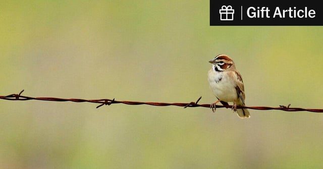 Accelerating Bird Population Decline Raises Alarms Among Scientists