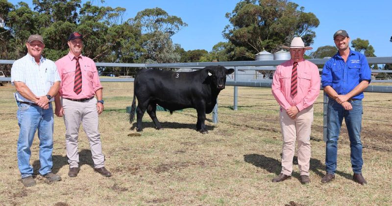 Record-Breaking Bull Sale at Koojan Hills Exceeds Expectations - Confident Bidding Pushes Up Prices, With Averages Much Higher Than In 2025