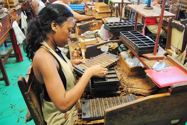 Cigar Festival in Cuba Canceled Due to Crisis - Cuba’s Iconic Cigar Festival Canceled Amid Ongoing Crisis