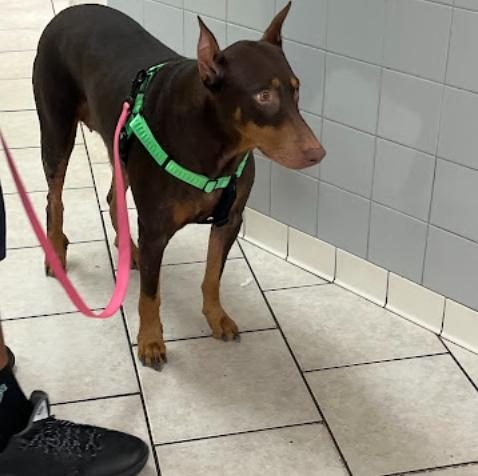 Normandy Animal Hospital Enhances Emergency Vet Care in Jacksonville - Emergency Vet Solutions In Jacksonville FL Now Feature Enhanced Support From Normandy Animal Hospital