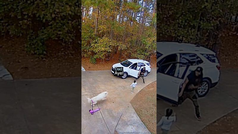 Brave Father Rescues Daughter from Aggressive Dog - Hero Dad Saves Daughter From Dog
