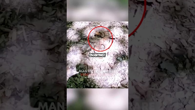 Local Man Hospitalized After Rare Venomous Snake Bite - Man Bitten By RARE VENOMOUS Snake 🐍 😳 Cred: @DOUBLEO_ObsessionOutdoors