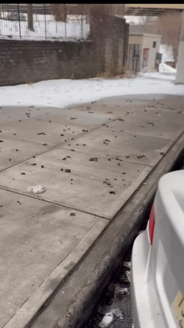 New Yorkers Outraged as Snow Melts, Revealing Unpleasant Streets - New Yorkers Are Furious As Melting Snowbanks Expose Streets Littered With Poop.