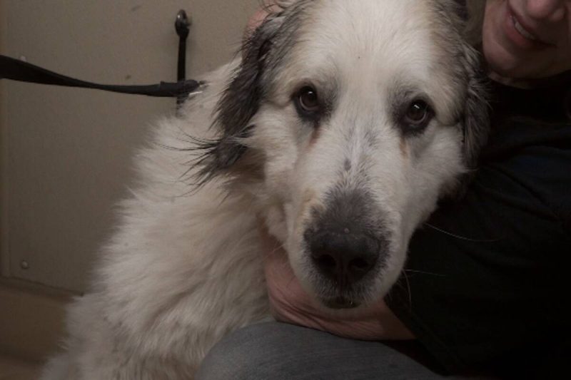 Meet Ragnar: The Gentle Giant Seeking a Forever Home - Okanagan Humane Society: Meet Gentle Giant Ragnar