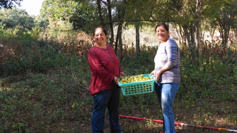 Sisters Transform Abandoned Land into Thriving Farm Venture - Sisters Took Up Farming In Their 40s; Earn Rs 11 Lakh Growing Gooseberry, Mangoes & More