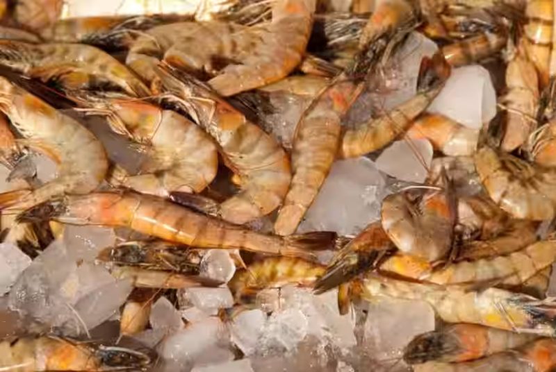 Surge in South Korean Shrimp Imports from Russia in January 2026 - South Korea Increases Imports Of Russian Shrimp To Multi-year High As Demand Surges In January 2026