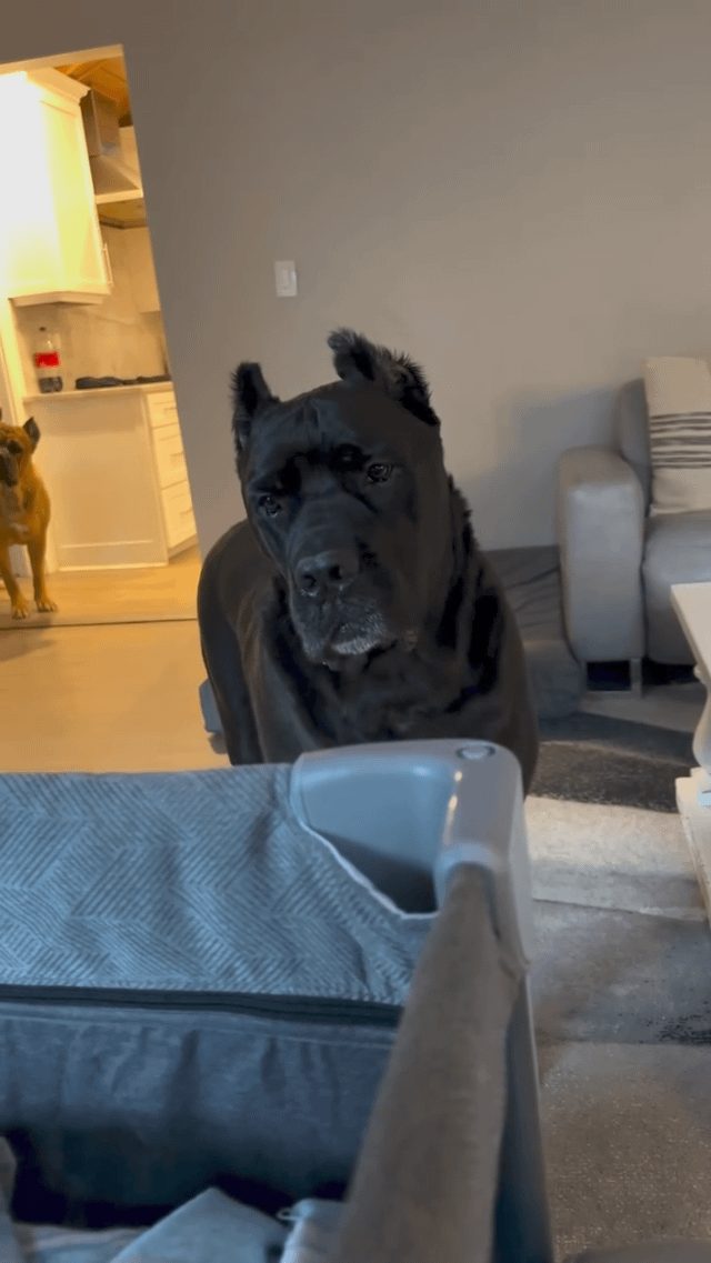 A Heartwarming Moment: Protecting What Matters Most - The Moment He Realizes Something Is In The Room That Needs To Be Kept Safe❤️