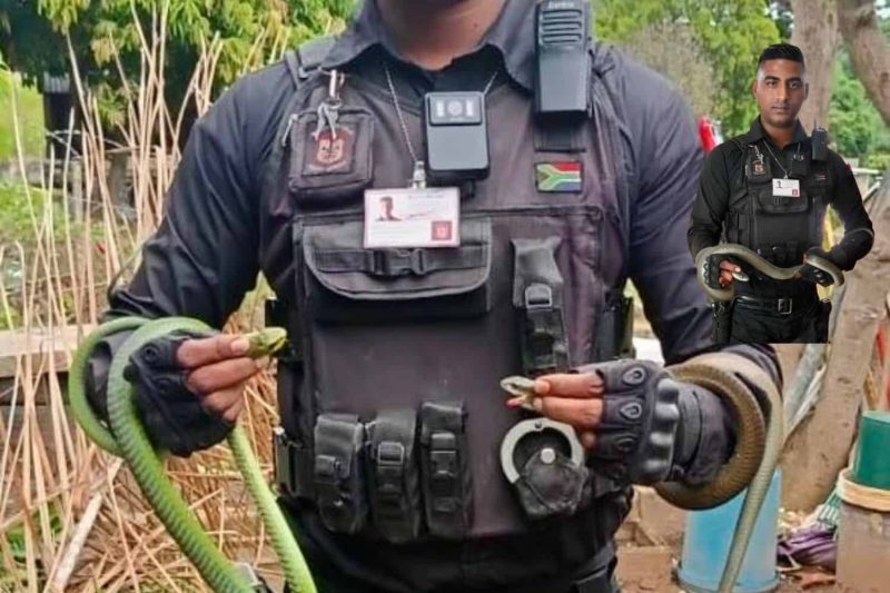 Unexpected Encounters: Venomous Snakes Invade Local Homes - There’s A Black Mamba In My Cupboard: Two Venomous Snake Callouts In One Day