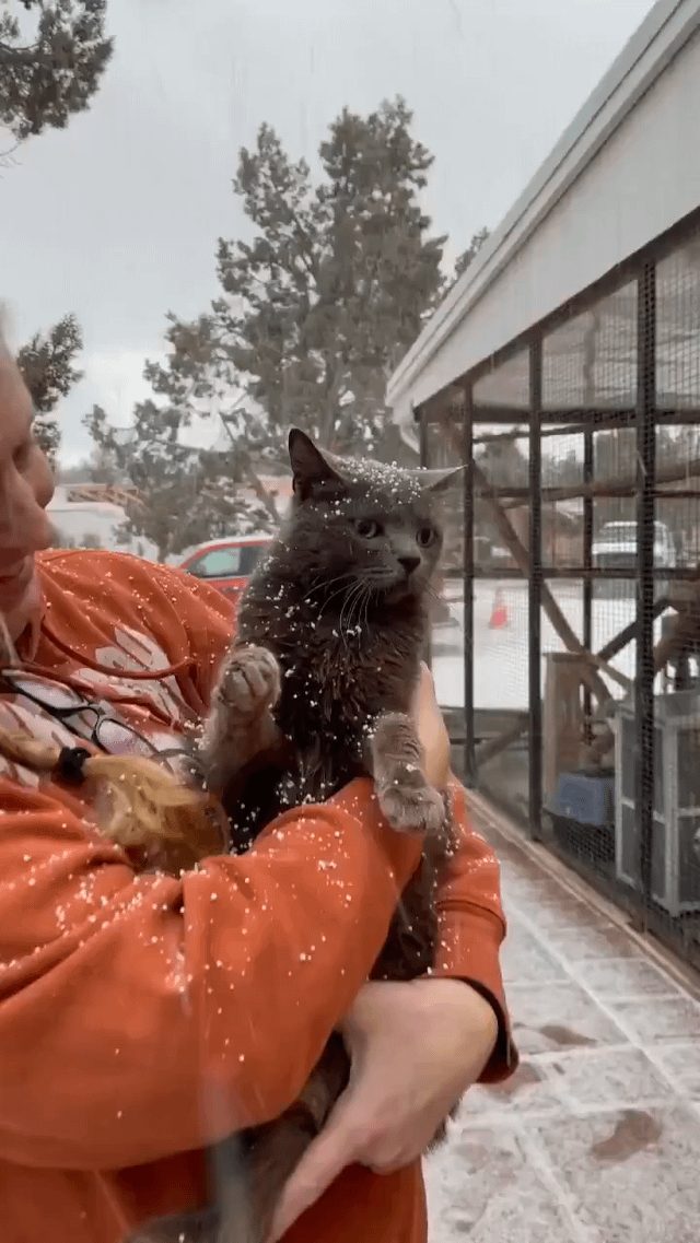 Blind Cat's First Encounter with Snow Captivates Hearts - This Blind Cat Experiencing Snow For The First Time