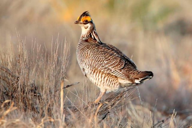 Trump Administration Repeals Protections for Prairie Chickens - Trump Administration Ends Protections For Rare Dancing Prairie Bird