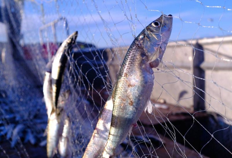 Victoria Fishing Club Advocates for Herring Fishery Suspension - Victoria Fishing Club Calls To Halt Commercial Herring Fishery