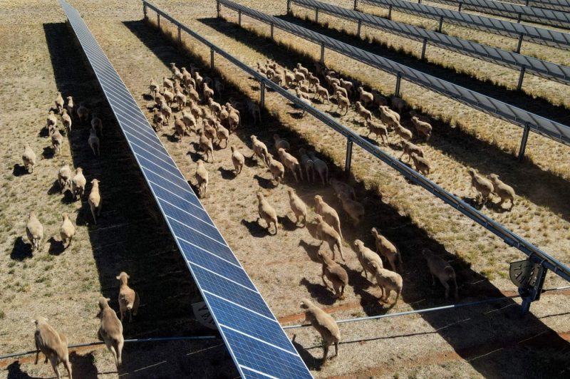 Sheep and Solar: A New Era for Australian Farming - Woolly Power: How Sheep Are Helping Australia’s Green Energy Boom