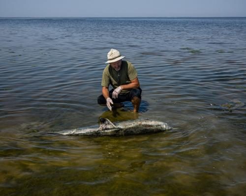 Black Sea Faces Ecological Crisis Amid Ongoing Conflict - ‘A Toxic Punch’: Fears Russia’s War Is Pushing The Black Sea And Its Dolphins Past Tipping Point