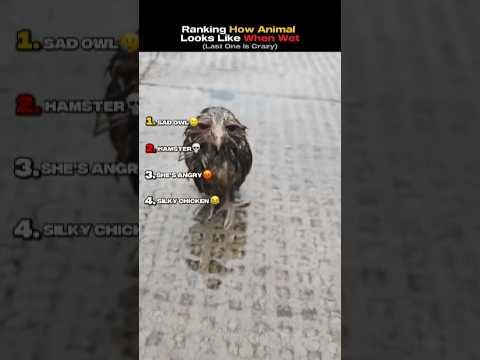 Humorous Ranking of Wet Animals Goes Viral - #animatic