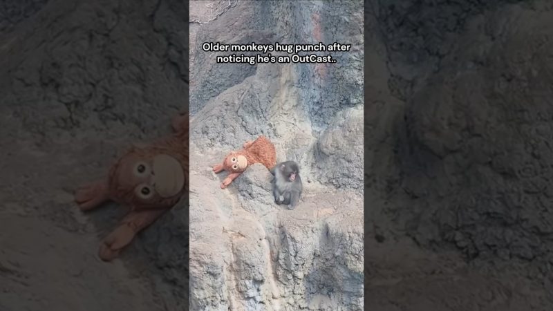 Meet Punch: The Adorable New Star at Ichikawa City Zoo - At Ichikawa City Zoo, A Small Baby Monkey Named Punch ❤️#viralmonkey #punch