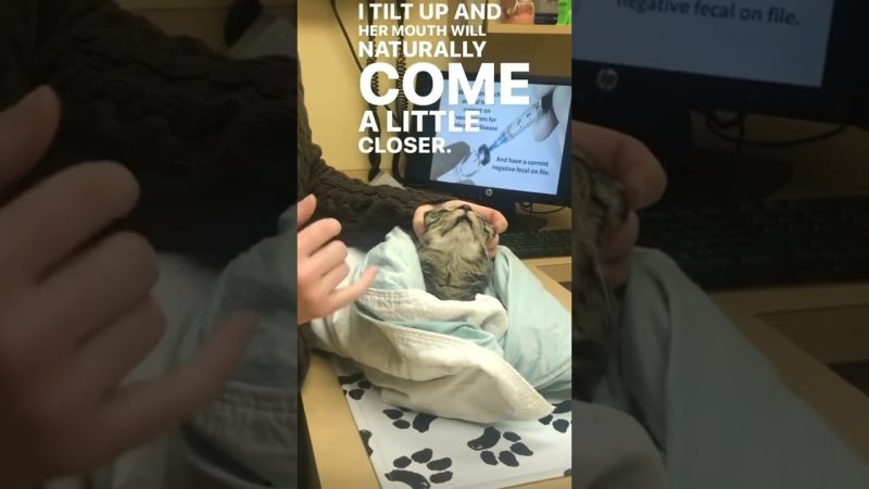 Cat Videos Bring Joy to Pet Lovers Everywhere - @lenaevanr: Cats Are The Best. #cat #catlover #kitty