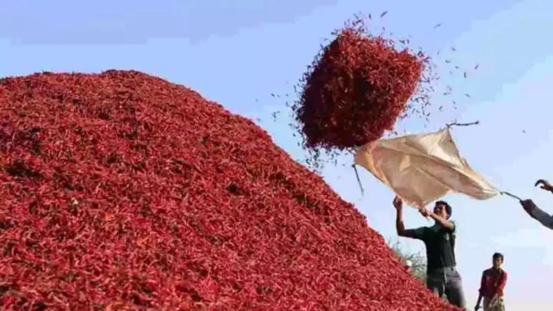 Desi Chilli Prices Soar to ₹50,000 per Quintal in Warangal - Desi Chilli Prices Hit Record High Of Rs.50,000 Per Quintal At Enumamula Market
