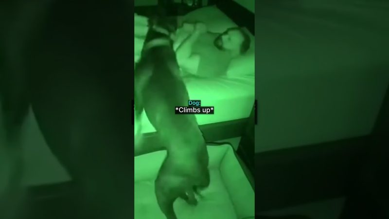 Heroic Canine Aids Veteran During PTSD Episode - Dog Saves Owner Having PTSD Flashback