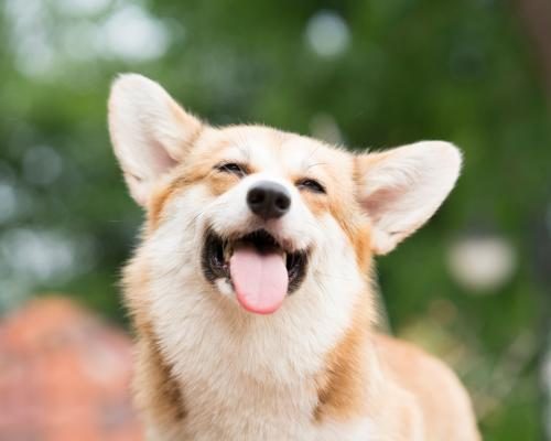 Seven Dogs Make Epic 17km Journey Home in China - Group Of Dogs That Went Missing In China Go Viral After Walking 17km Home