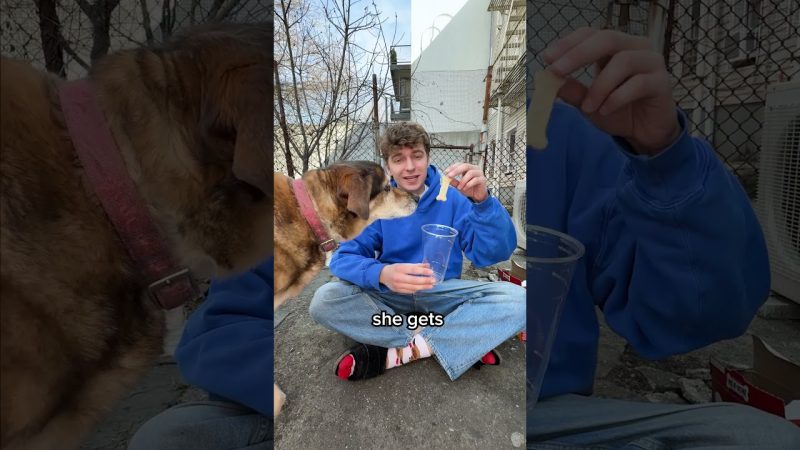 Innovative Pet Care Solutions to Boost Dog Happiness - Make My Dog Happy 🥰