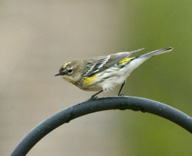 Community Events Highlight March 20 Activities in Pitt County - March 20 Community News