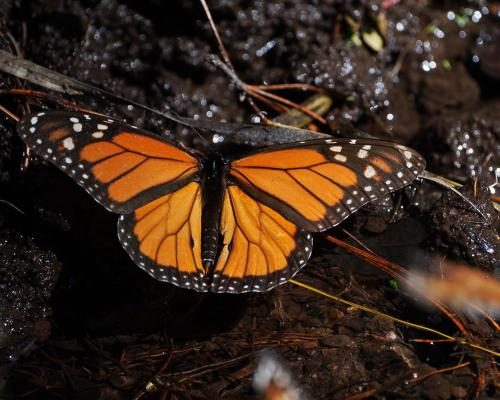 Monarch Butterfly Numbers Surge 64% in Mexico This Winter - Mexico’s Monarch Butterfly Population Jumps 64%, Offering Hope For At-risk Species