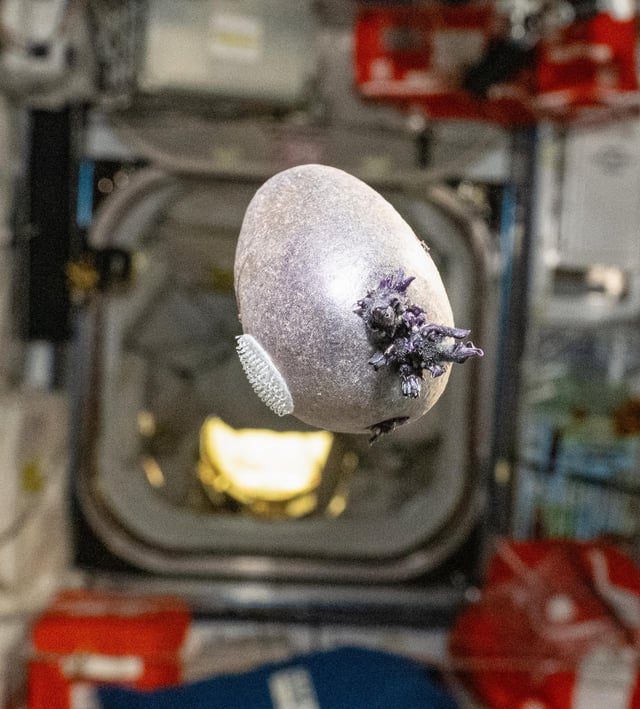 Astronaut Grows Potatoes in Space: A Culinary Breakthrough - My Space Potatoes, Grown Aboard The ISS