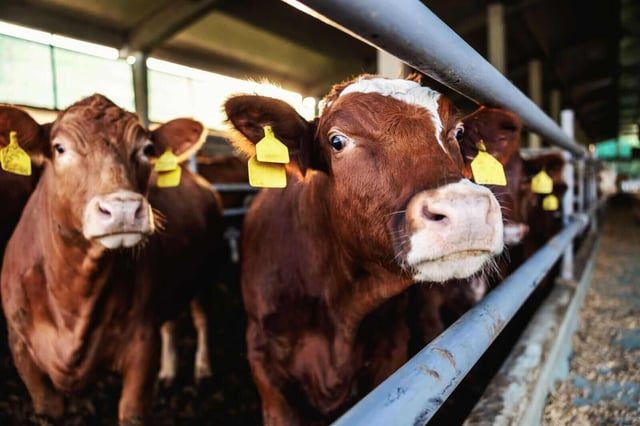 Cell-Cultivated Beef Revolutionizes Sustainable Meat Production