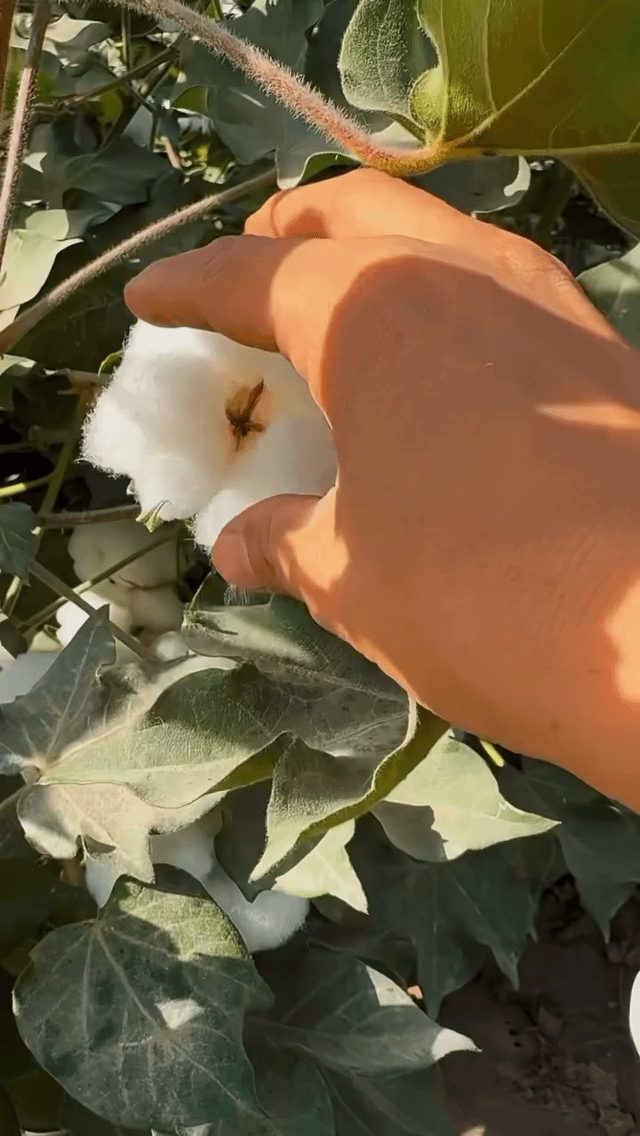 The Art and Science of Cotton Picking Revealed - Picking Cotton From A Plant