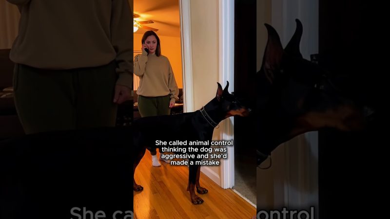 Senior Shelter Dog Saves Owner from Deadly Gas Leak - She Adopted A Senior Dog And He Saved Her Life That Same Night ā¤ļøš¢