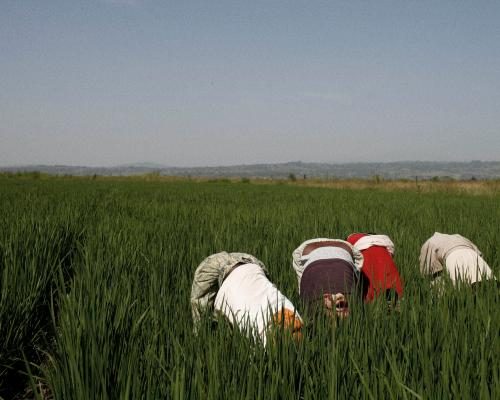Experts Warn Tech Firms Are Undermining Global Food Security - Tech Firms And AI Farming Tools ‘playing With The Food System’, Warns Thinktank