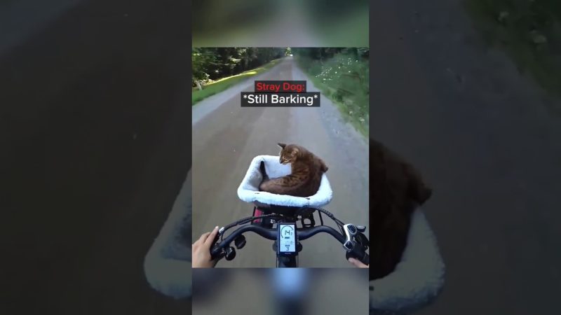 A Surprising Clash: Dogs and Cats in the Spotlight - These Dogs Picked The WRONG Catš³