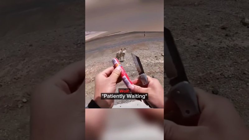 Bikers Rescue Starving Gray Wolf Found on Roadside - Two Bikers Feed A STARVING Gray Wolf On The Roadside