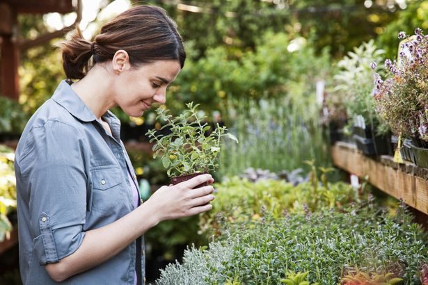 Leaf Creative Garden Centre Enters Administration After 8 Years - UK Garden Centre Collapses Into Administration After 8 Years Of Business