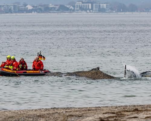 Urgent Rescue Needed for Stranded Humpback Whale in Baltic Sea - Whale Stranded In Baltic Will Die Unless Helped To Move Soon, Say Experts