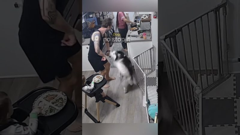 Dog Defends Food from Dad in Heartwarming Encounter - When Dog Protects Food From Dad...