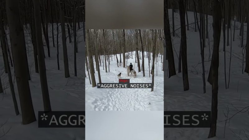 Unexpected Encounter: Horses and Dogs Collide in Remote Area - When Horses Ran Into Dogs In The Absolute Middle Of Nowhere…