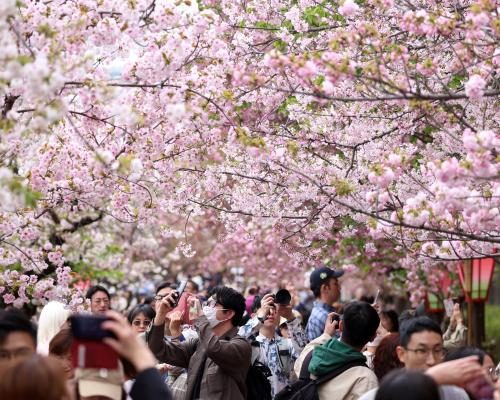 Legacy of Cherry Blossom Data Continues After Scientist's Passing - After 1,200 Years, Cherry Blossom Record To Live On Despite Japanese Scientist’s Death