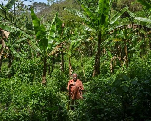 Rio Families Preserve Urban Forest with Traditional Banana Farming - ‘Agriculture Of Life’: The Rio Families Growing Bananas To Protect The World’s Largest Urban Forest