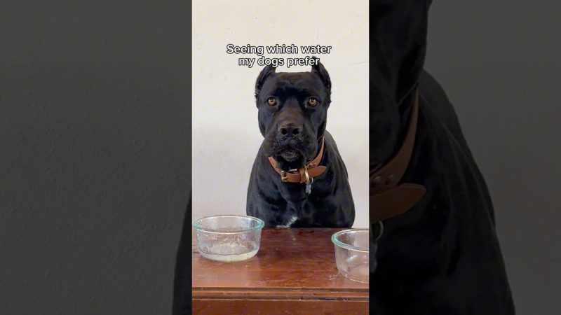 Onyx's Latest Venture Sparks Mixed Reactions Among Fans - ARE YOU KIDDING ME ONYX?! 🤣🤭Wait Until The End🤯