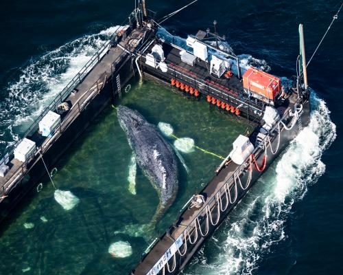 Experts Warn Against Attempts to Rescue Stranded Whale Timmy - Attempts To Rescue Timmy The Stranded Whale ‘inadvisable’, Experts Say