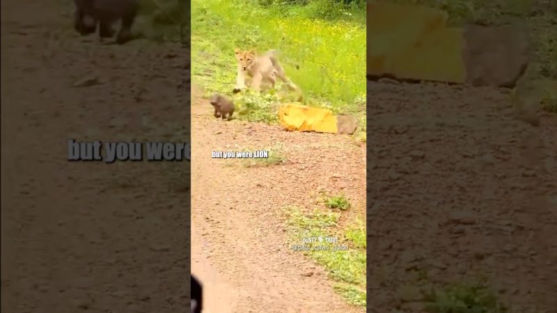 Playful Baby Warthog Steals Hearts in Viral Video - Baby Warthog Runs His Mouth… And His Legs 🤣