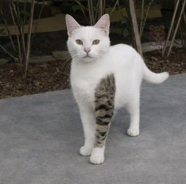 Tattooed Cat Sparks Curiosity and Debate Online - Cat With A Tattoo