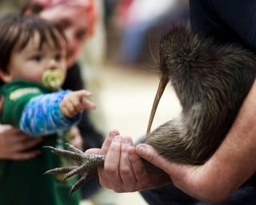 Kiwi Reintroduction Celebrated at New Zealand Parliament - ‘Coming Home’: Kiwi Enter Parliament For First Time As New Zealand Marks Conservation Win