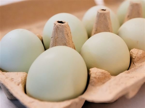 U.S. Egg Prices Plummet Ahead of Easter Celebrations - Eggs For Easter Cost Much Less In The U.S. Than Last Year