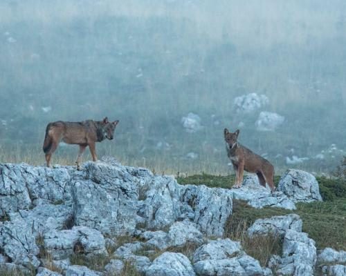 Eighteen Wolves Found Dead in Italian National Park Amid Poisoning Fears - Eighteen Wolves Found Dead In Italian National Park In Suspected Poisoning