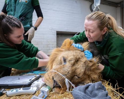 A Year in Veterinary Care at London Zoo: Challenges and Triumphs - From Sleeping Lions To Spitting Snakes: A Year In The Life Of London Zoo Vets